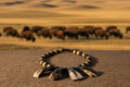 Buffalo Tooth Hunter's Necklace Native American Tribal Style Indigenous